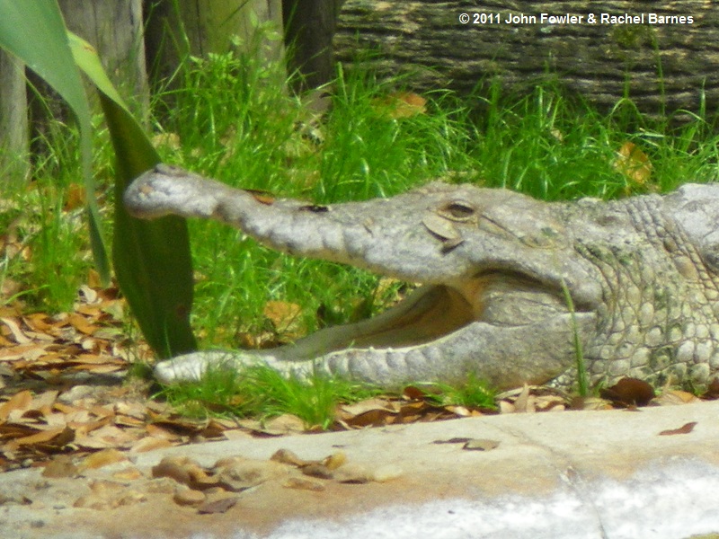  THIS IMAGE MAY HAVE BEEN BLOCKED BY YOUR BROWSER OR POP UP BLOCKER - Copyright laws may cover the use of this picture.